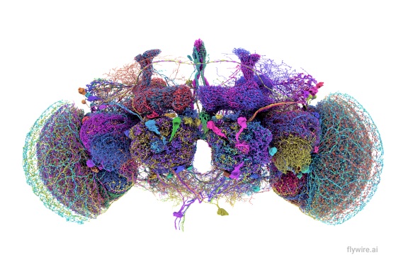 Connectomic/Synaptomic Engineering